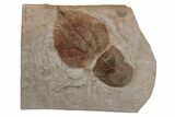 Paleocene Leaf Fossil Plate - Montana #215537-2